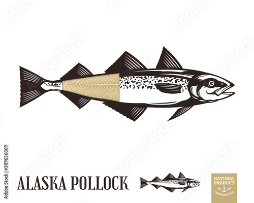 Vector Alaska pollock fish illustration isolated on white background