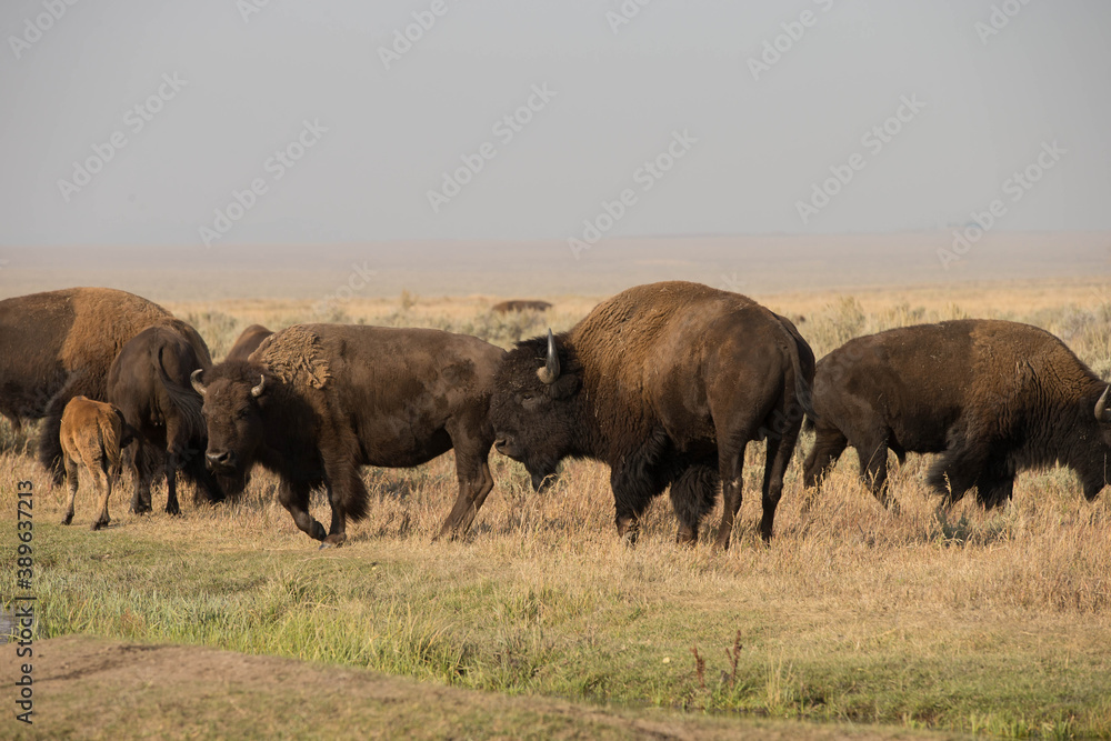 Bison in Grand Teton National Park with Smoke filled Skies from Large Fires Bison in Grand Teton National Park with Smoke filled Skies from Large Fires