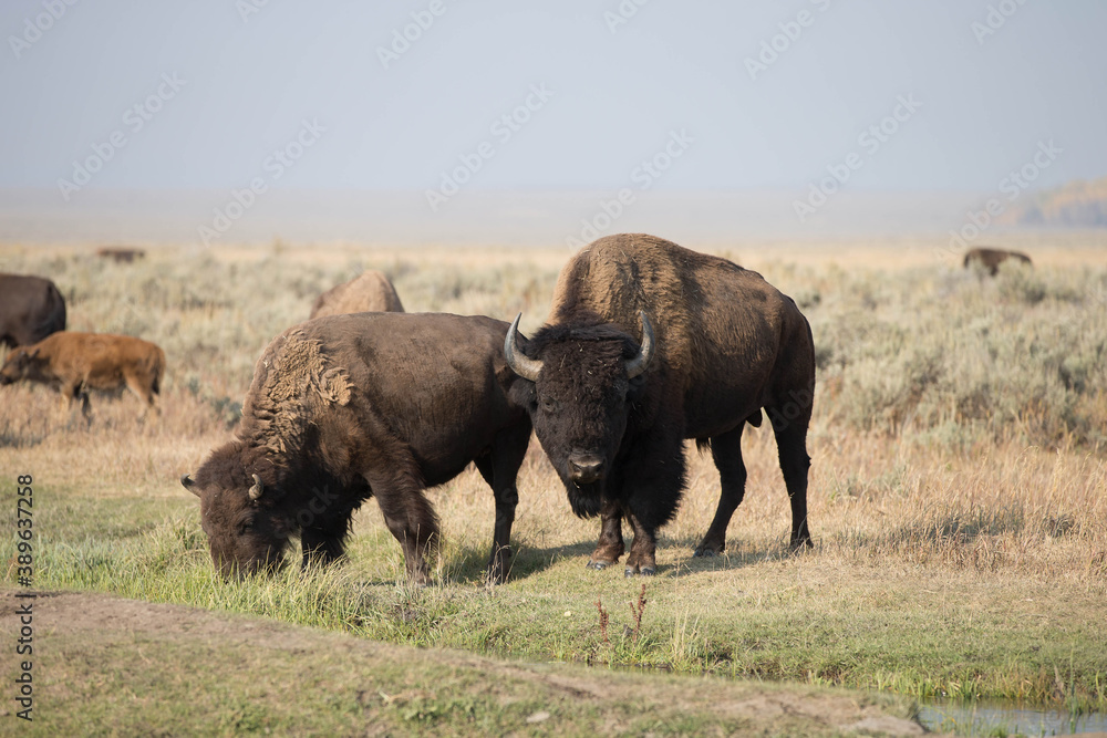 Bison in Grand Teton National Park with Smoke filled Skies from Large Fires Bison in Grand Teton National Park with Smoke filled Skies from Large Fires