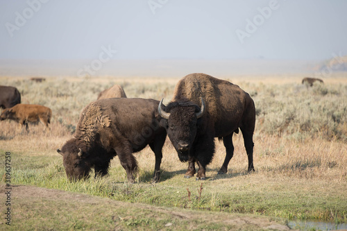 Bison in Grand Teton National Park with Smoke filled Skies from Large Fires