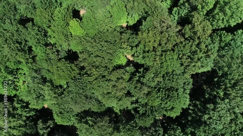 Wallpaper Mural Aerial drone view of big green dense forest in countryside in desert with green vegetation and mountains in Chalkidiki, Greece. Blue sky,  During the day. Trees 4K UHD. Torontodigital.ca