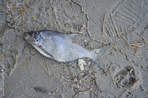 Dead fish lies on the coastal sand close up © pridannikov