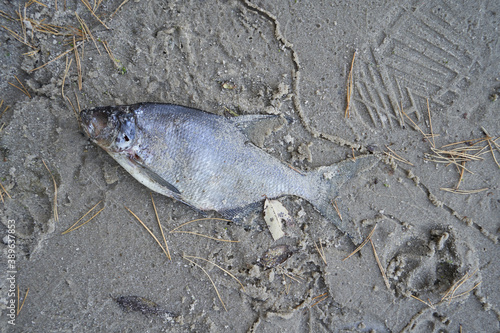 Dead fish lies on the coastal sand close up photo