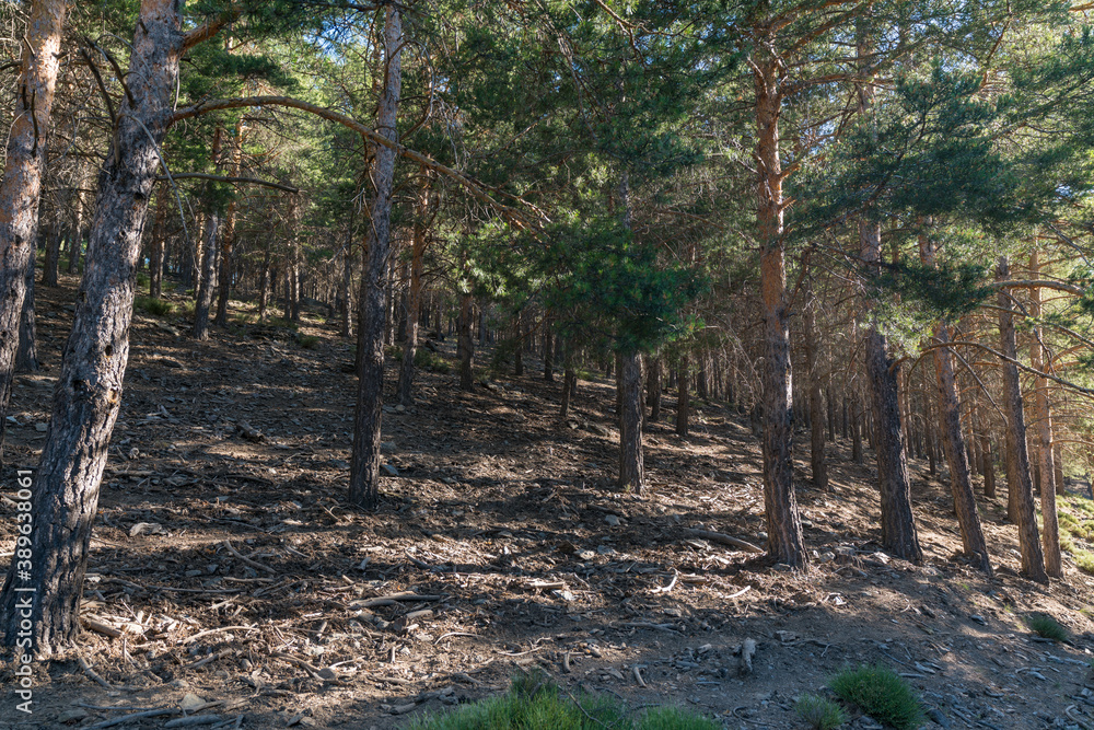 Fototapeta premium pine forest on the slope of Sierra Nevada