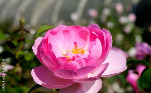 Pink flower at Kew Gardens , London , UK