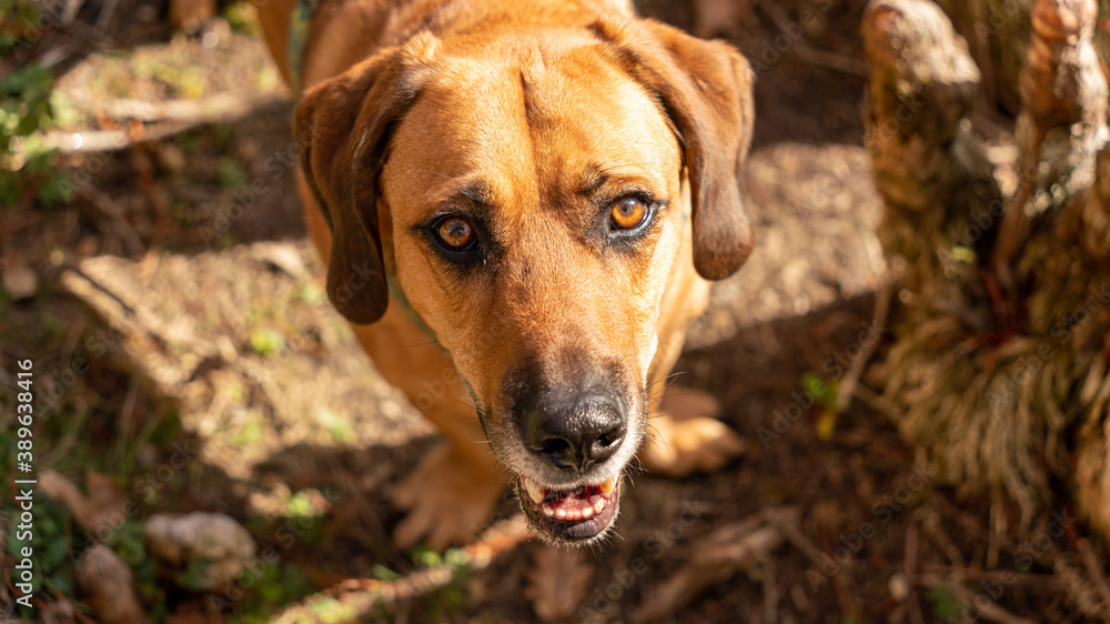 
Portrait of a beautiful red-haired dog outdoors, sunny autumn day