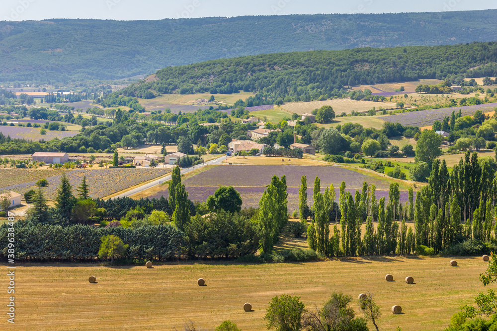 Lavender fields in Provence, France Lavender fields in Provence, France