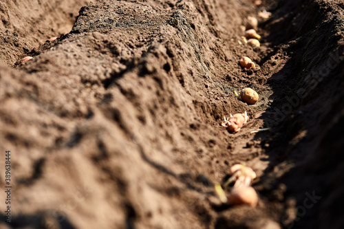 Process of planting potato field in the vegetable garden  close up.
