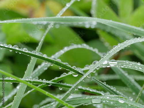 drops of morning dew on green leaves of grass close-up
