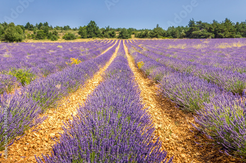 Lavender field in Provence  South of France