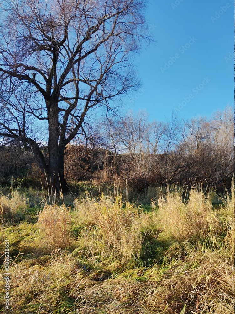 Fototapeta premium trees with fallen leaves against the blue sky in a sunny autumn landscape