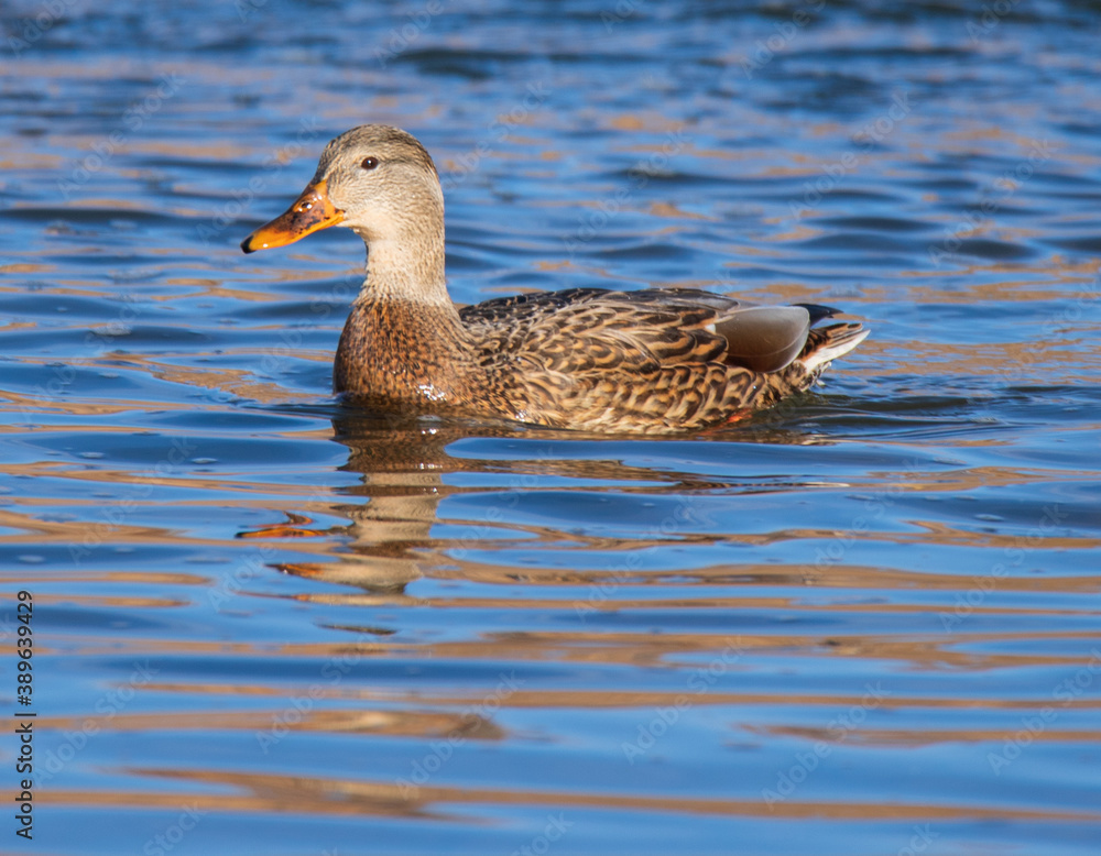duck on the water duck on the water