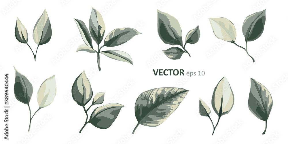 Set of vector floral elements. Arrangements botanical illustration for poster, greeting card or invitation design. Colorful leaf and green leaves isolated on white background. Set of vector floral elements. Arrangements botanical illustration for poster, greeting card or invitation design. Colorful leaf and green leaves isolated on white background.