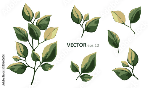 Set of vector floral elements. Arrangements botanical illustration for poster, greeting card or invitation design. Colorful leaf and green leaves isolated on white background.