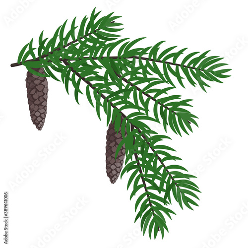 Vector illustration with a pine branch and two pinecones 