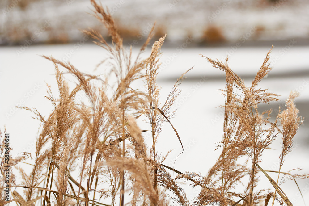 Fototapeta premium Yellowed autumn grass close up