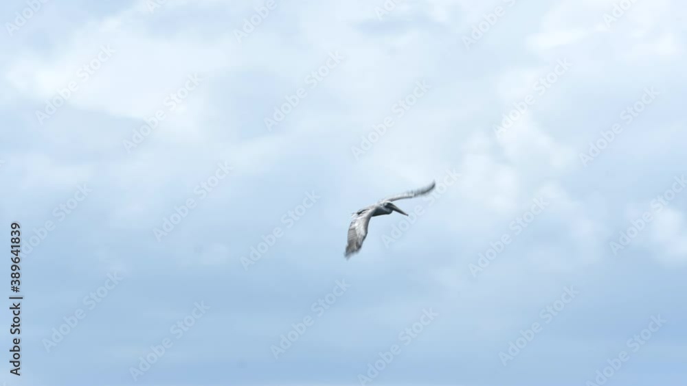 Graceful flight of a brown pelican in Martinique cloudy day Graceful flight of a brown pelican in Martinique cloudy day