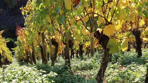 Herbstliche Rebstöcke im Weinberg in rot und goldgelb