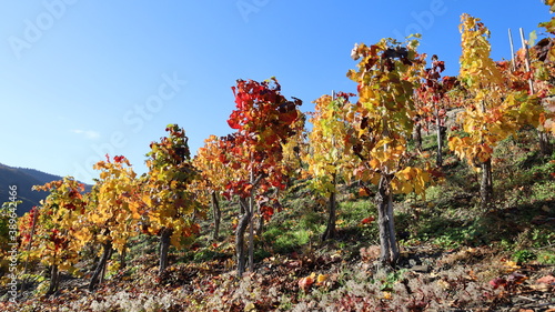 Herbstliche Rebstöcke im Weinberg in rot und goldgelb