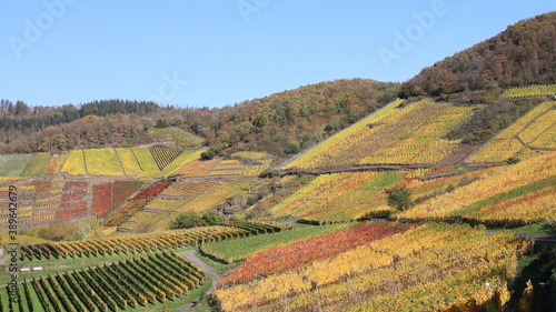 Bunte Weinberge im Herbst über dem Ahrtal bei herrlichem Sonnenschein