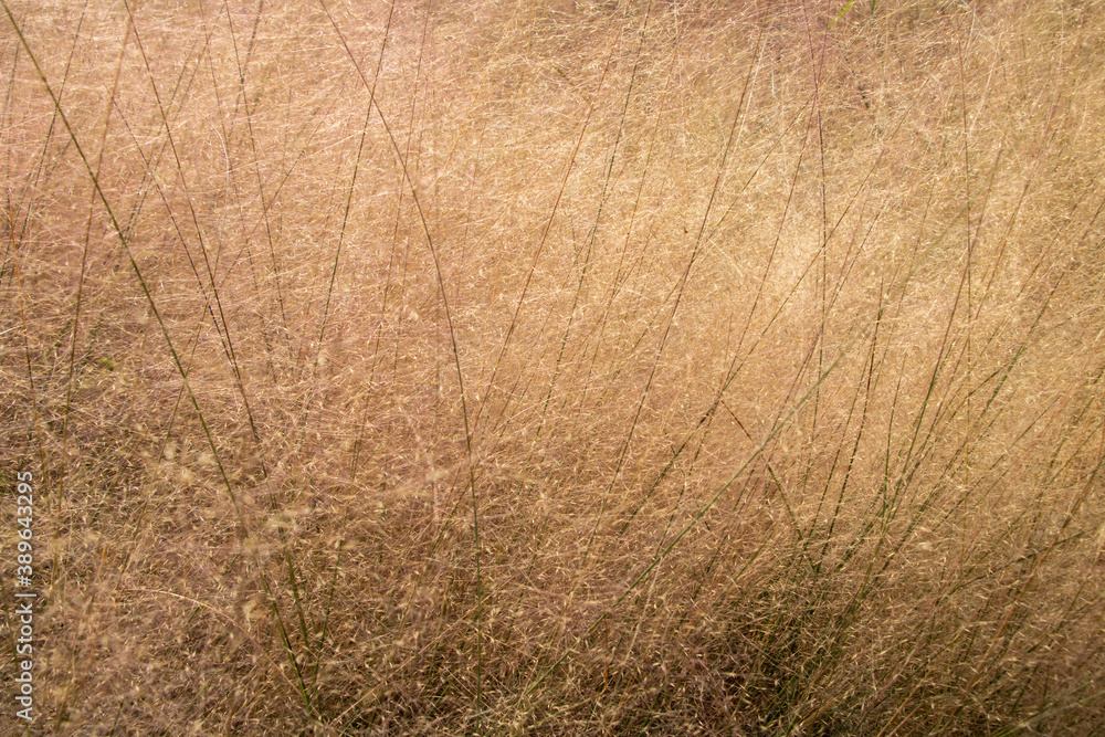 A tangle of yellow dead grass. Blur the blurred image. A tangle of yellow dead grass. Blur the blurred image.