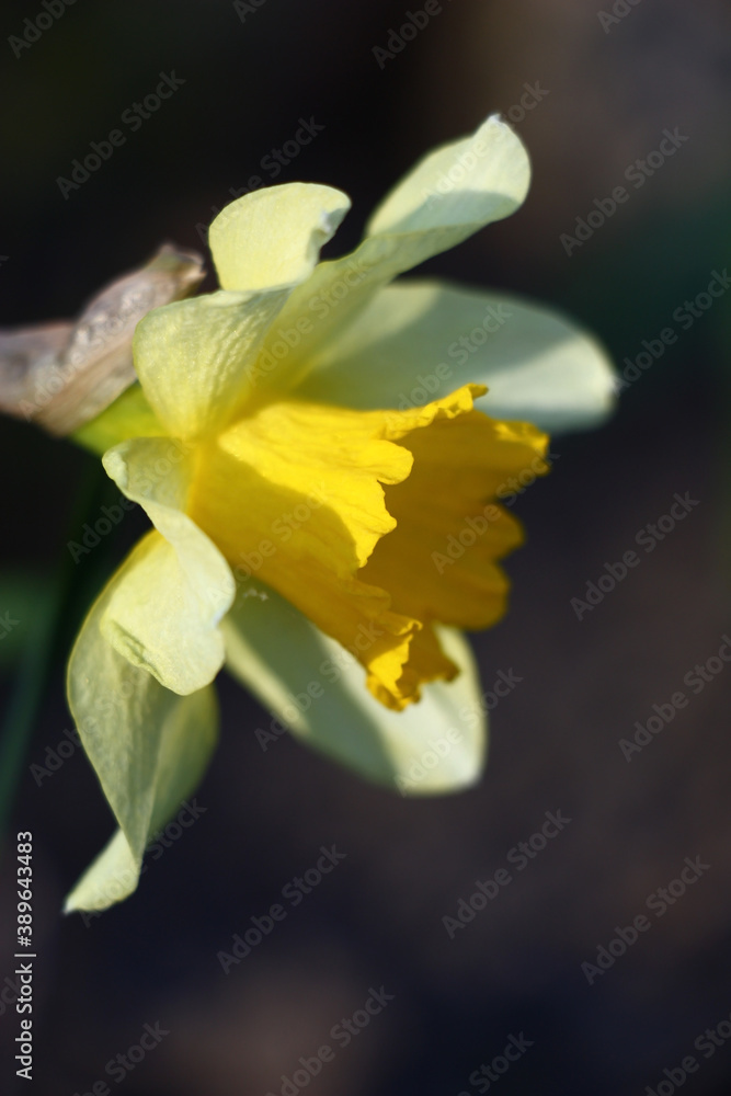 Solar spring evening. A narcissus flower with a large yellow crown and light yellowish petals. On petals and a crown play of light and shadow. Solar spring evening. A narcissus flower with a large yellow crown and light yellowish petals. On petals and a crown play of light and shadow.
