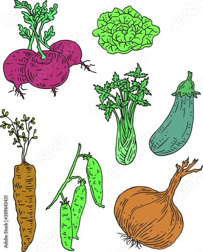 Set of vector engraved greengrocery vegetables isolated elements