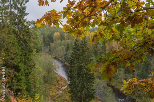Aerial view to Brasla river running through green and yellow forest in autumn. Large fir trees in the center. Oak branch with yellow leaves in the foreground