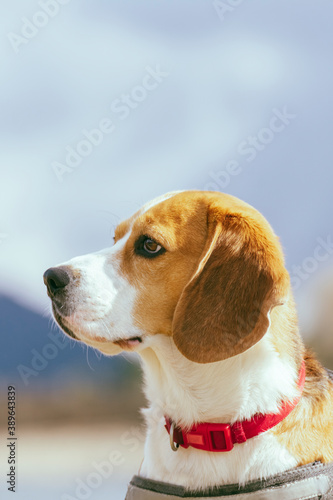 Close up, vertical shot, portrait of a young dog of the Beagle breed, tricolor, during a walk in the field, illuminated by the sunlight. Selective focus, copy space
