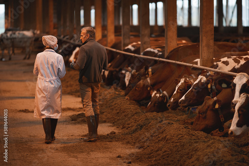 Back view portrait of mature farmer talking to veterinarian in livestock shed while walking away from camera, copy space
