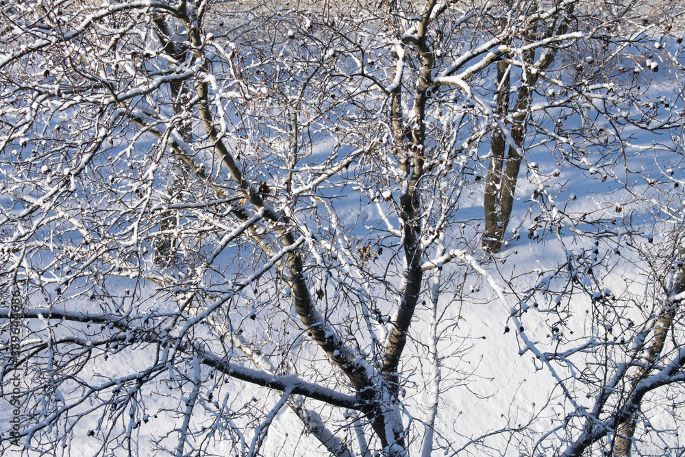 Branches covered with white snow in the winter day sunlight. Top view. Christmas winter background Branches covered with white snow in the winter day sunlight. Top view. Christmas winter background