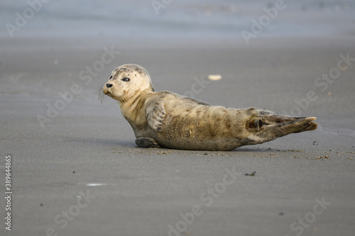 Junger Seehund auf Helgoland Düne