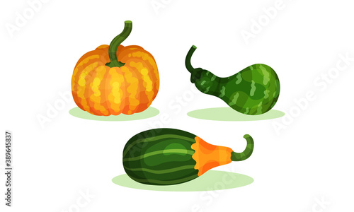 Bright Pumpkin of Different Shapes and Sizes Vector Set