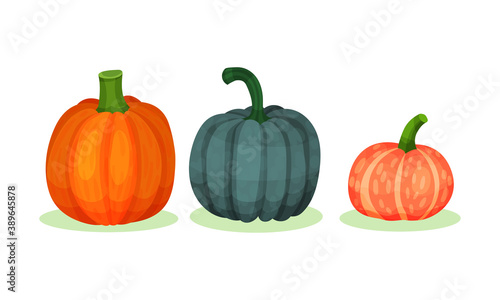 Bright Pumpkin of Different Shapes and Sizes Vector Set