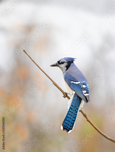 Blue Jay (Cyanocitta cristata) perched on a branch with beautiful bokeh in autumn in Canada © Jim Cumming