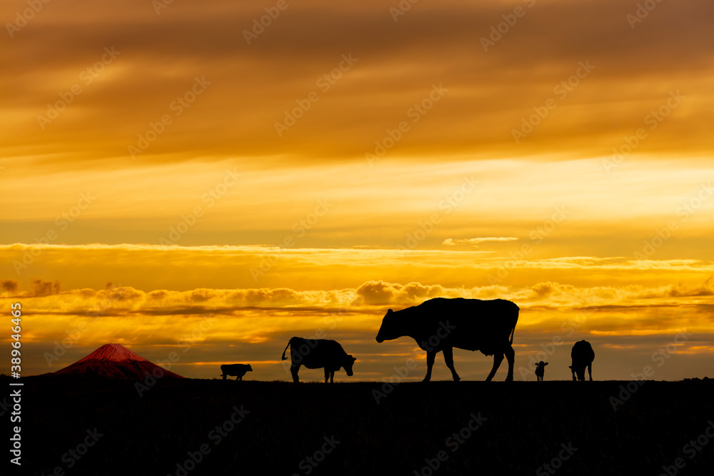 富士山と夕陽を背景に高原の牧場で草を食む複数の牛のシルエット