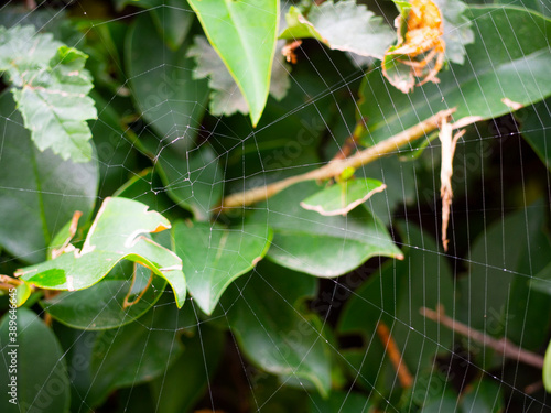 Green conifer hedge branches in a spider web photo