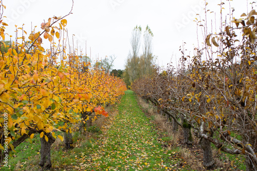 Beautiful English apple orchard during the fall season with stark contrast in colour and leaves
