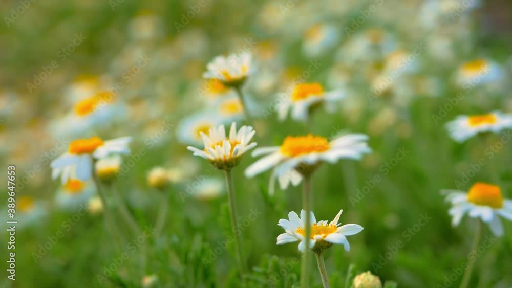Fresh green nature of the spring sun, camomile. 4K Springtime, afternoon, relax, hand held. Fresh green nature of the spring sun, camomile. 4K Springtime, afternoon, relax, hand held.