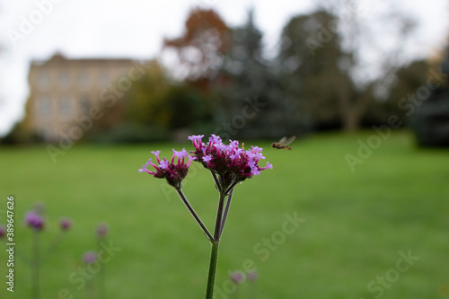 Macro shot of vivid purple verbena attracting a small bee with an English manor house in the background on a beautiful autumnal day