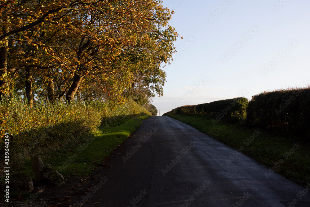 Beautiful empty country road during golden hour with stark shadows on a clear autumn day
