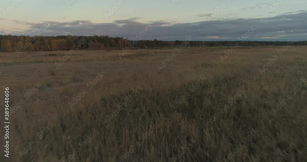 Flying low and fast over reed field meadow at sunset aerial drone shot Flying low and fast over reed field meadow at sunset aerial drone shot