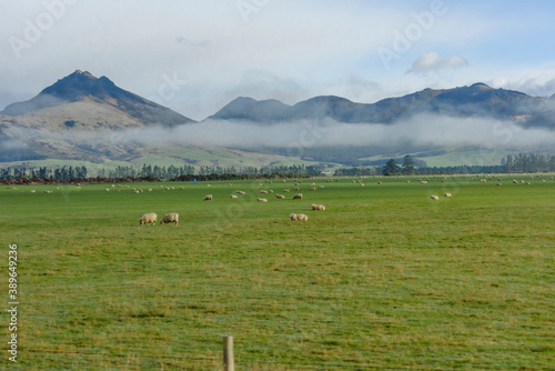 平野部の羊牧場