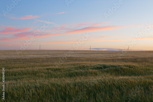 wheat field spikelets in the evening light