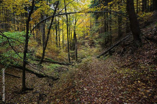 Goldener Herbst im Ilm Graben am Großen Inselsberg in Thüringen - Eine romantische Herbstwanderung