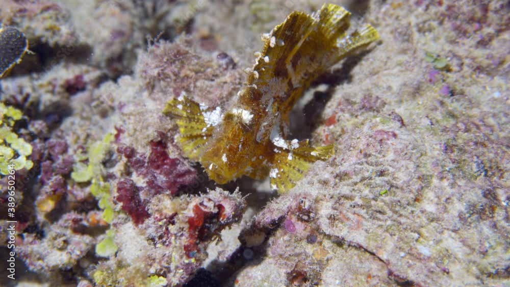 beautiful rare leaf fish on there reef in maldives beautiful rare leaf fish on there reef in maldives