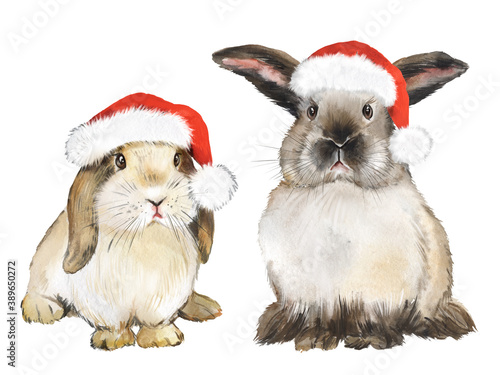 Watercolor drawing rabbits in christmas red hats, christmas rabbit, realistic rabbits, fluffy pet, farm © Евгения Гребнева