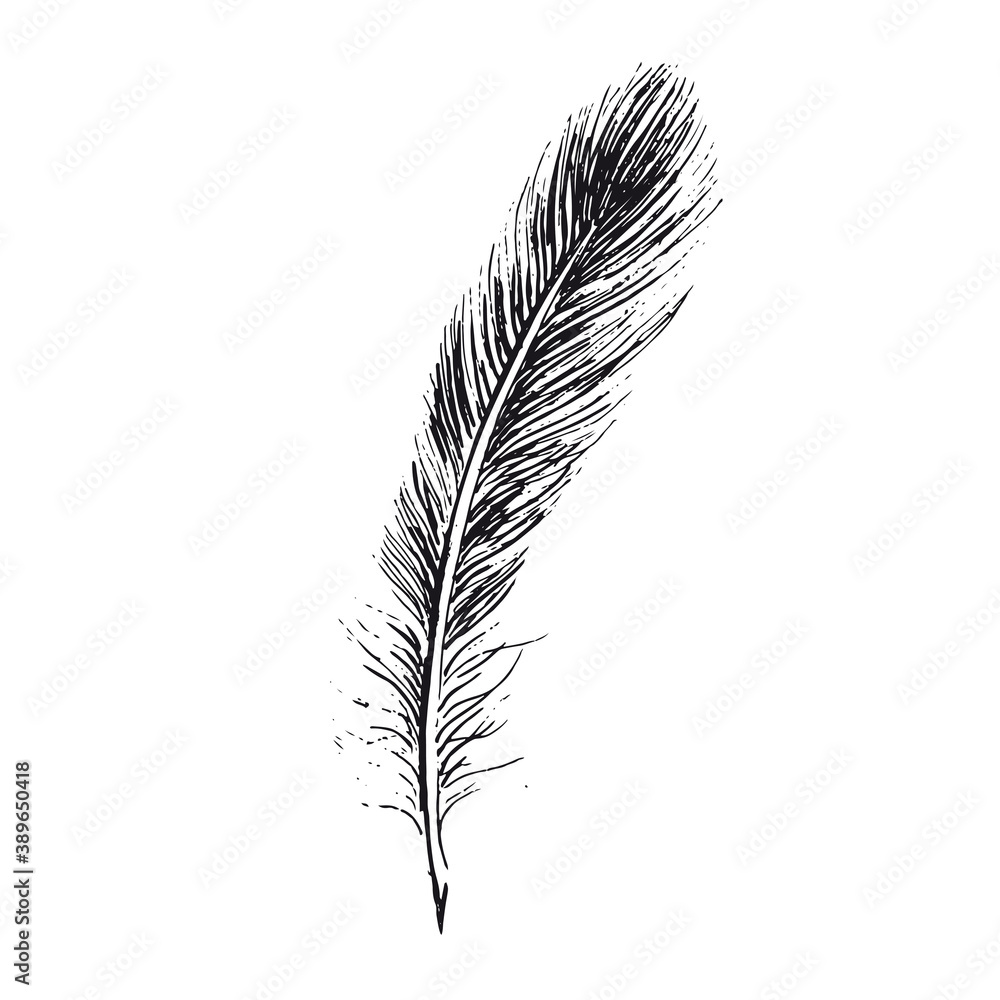 Obraz premium Feather on white background. Hand drawn sketch style. 
