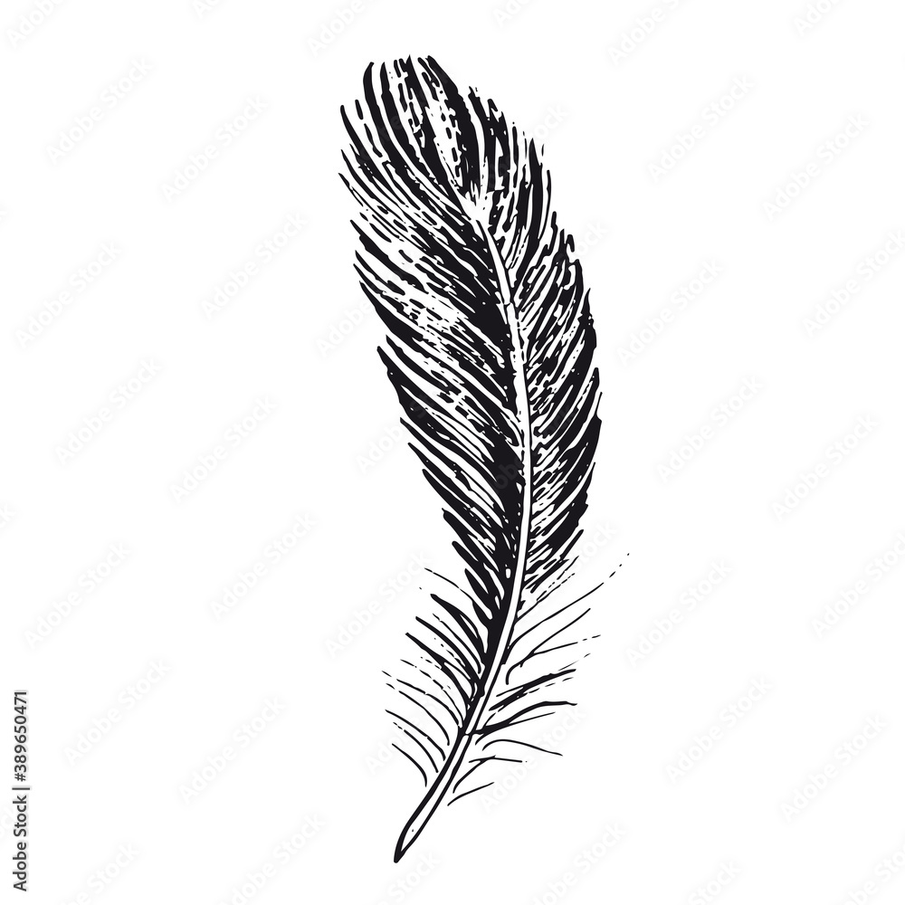 Fototapeta premium Feather on white background. Hand drawn sketch style. 