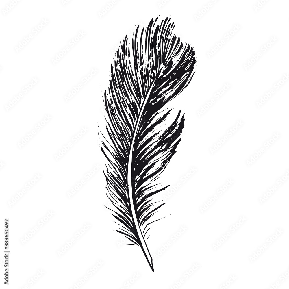 Fototapeta premium Feather on white background. Hand drawn sketch style. 